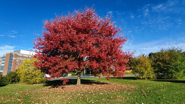 Red Maple, This Tree Is In Front Of My Work, Beautiful, Ottawa Ontario