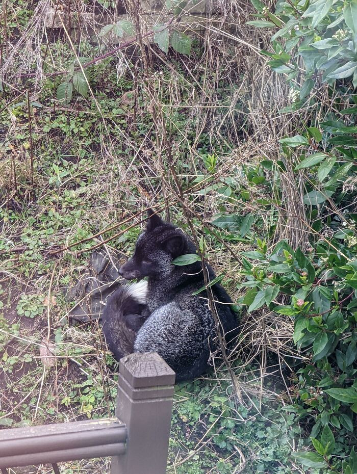 "We Have An Extremely Rare Black Fox Relaxing In Our Garden. West Yorkshire, UK"