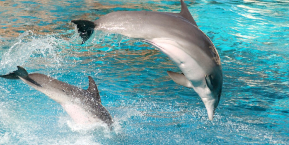 The Smartest Animals in the World: 10 Species That Rewrite the Definition of Intelligence