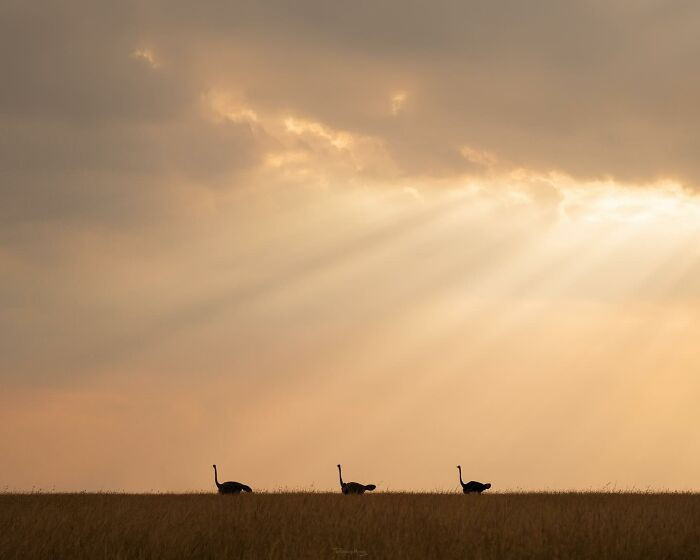 Ostriches Walking Through The Savanna