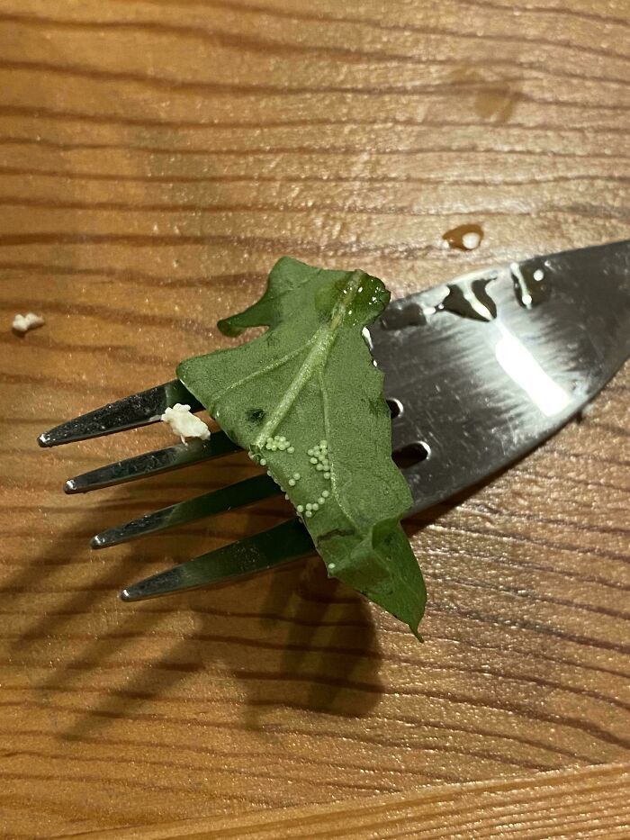 "After I Had Eaten Two-Thirds Of My Salad"