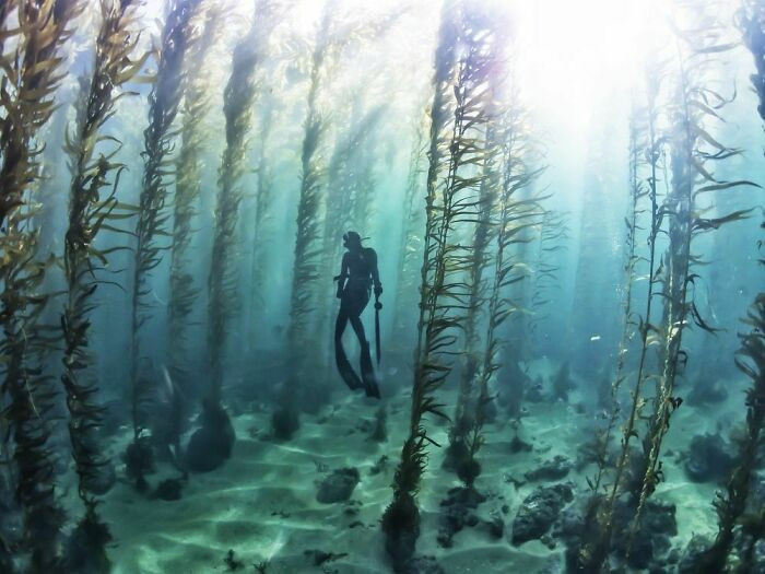 "Free Diving In A Kelp Forest"