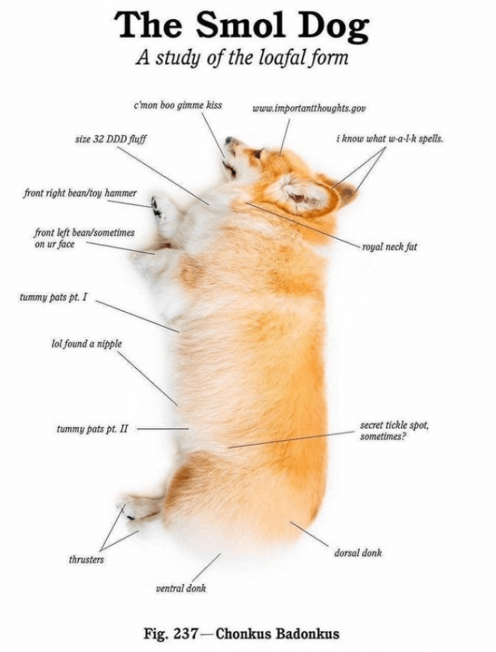 14. This could and should bring a smile to the face of anyone who fancies dogs.