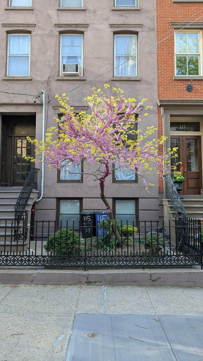 48. What Is This Spectacular Yellow And Pink Tree?