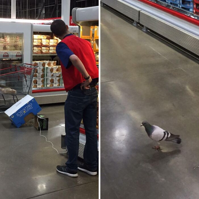 "A Store Employee Hunting A Pigeon"