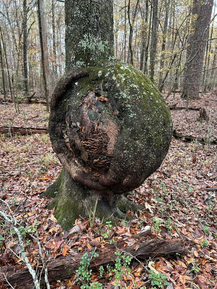 15. Not Looking For The Tree, Wondering What The Lump Is