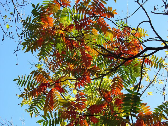 Sumac Tree