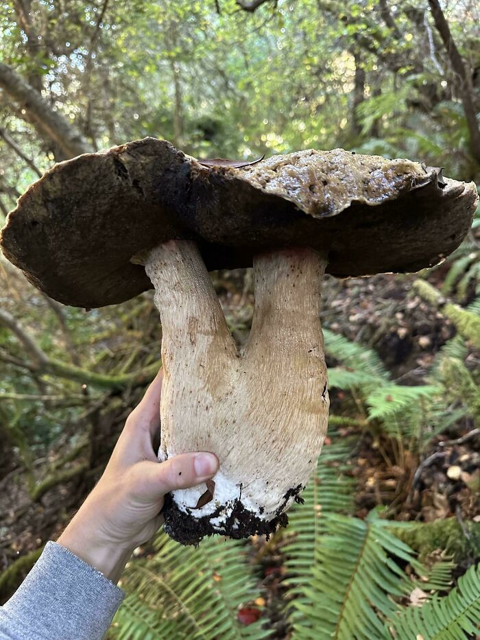 "Interesting Find Today, Two Stems With One Cap"