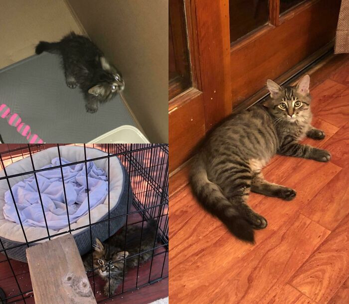 "A Kitten Showed Up On My Doorstep In July, A Week After My 17 Year Old Tabby Passed Away. Teddy's A Big Fluffy Boy Now!!"