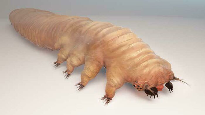 4. This Is Demodex Folliculorum. Right Now, There Are 6 Of These On Each One Of Your Eyebrow Hair Follicles