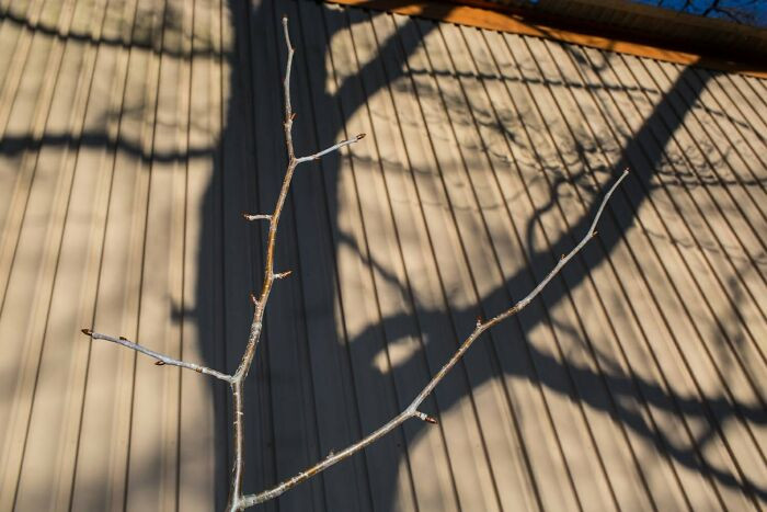 This shadow!