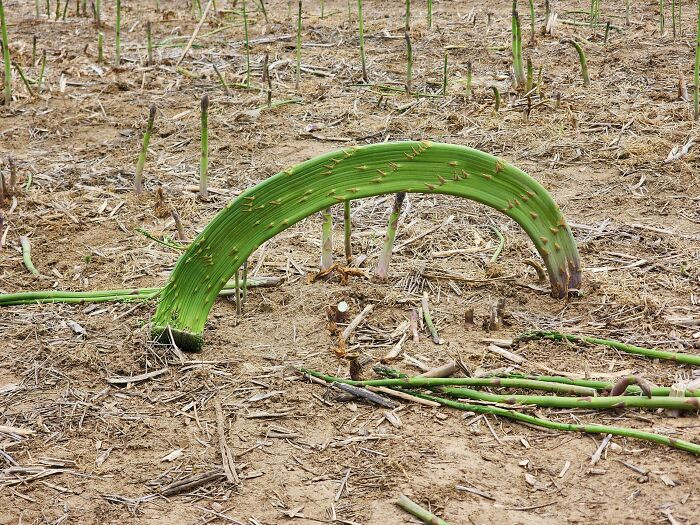 "Massive Asparagus"