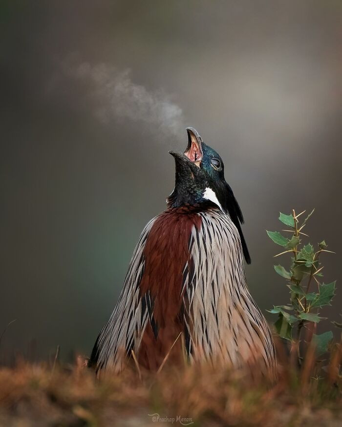 Koklass Pheasant