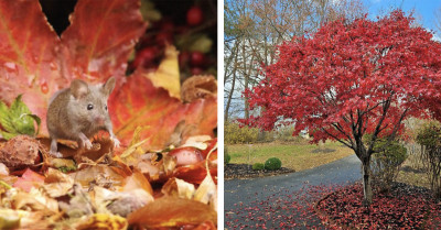 These Photo Of Autumn Leaves Is All You Need To Brighten A Dull Day