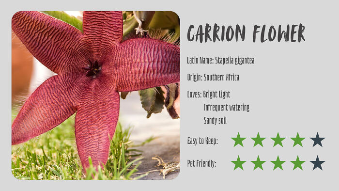 Carrion Flower (Stapelia Gigantea)