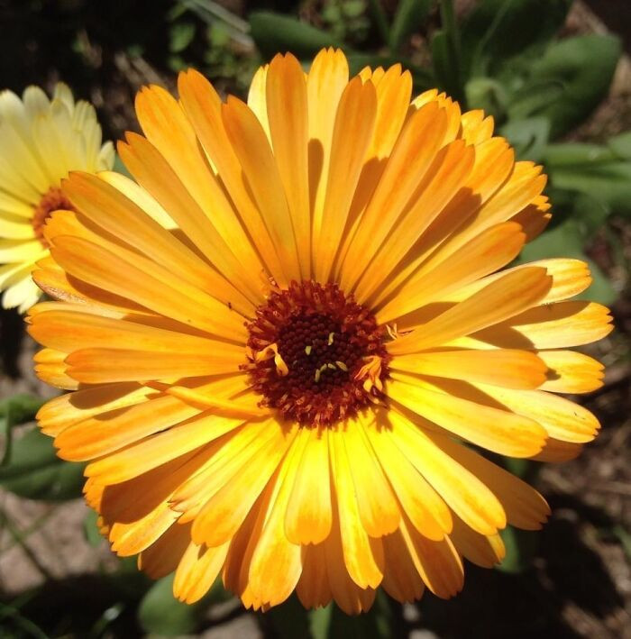 10. This flower must be very angry