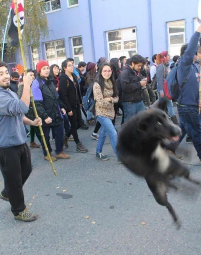 11. What’s the dog doing?