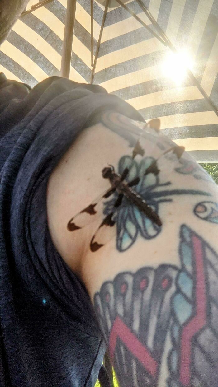 41. This Dragonfly Landed On My Dragonfly Tattoo