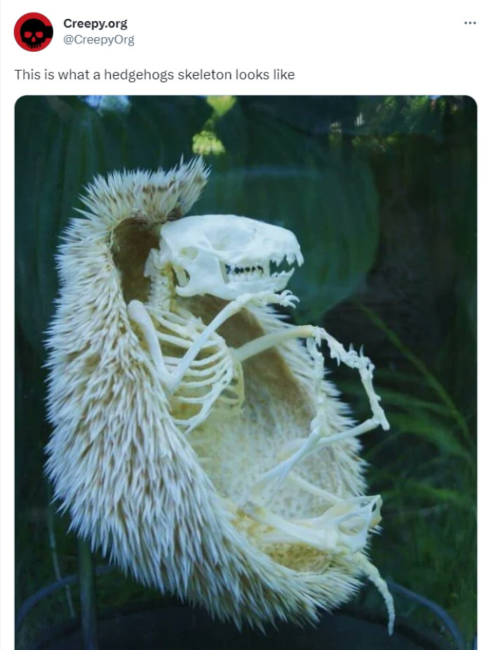 33. Sonic lived too fast