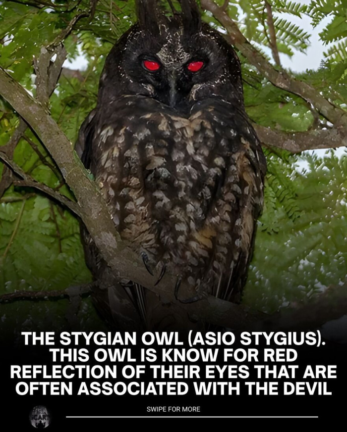 26. The stygian owl