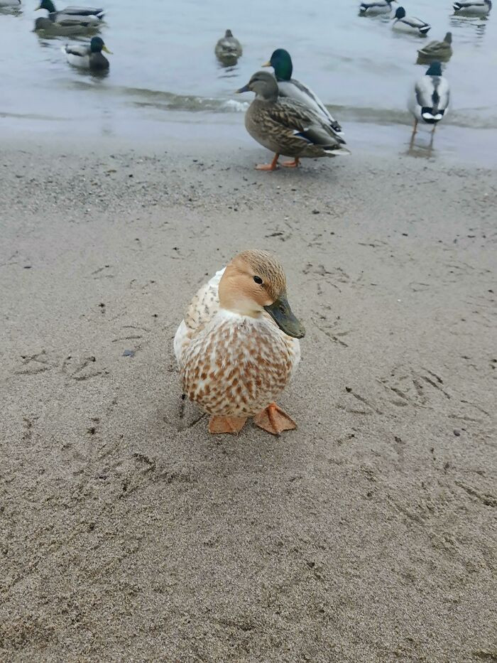 "Beautiful Blonde Mallard 🦆💕"