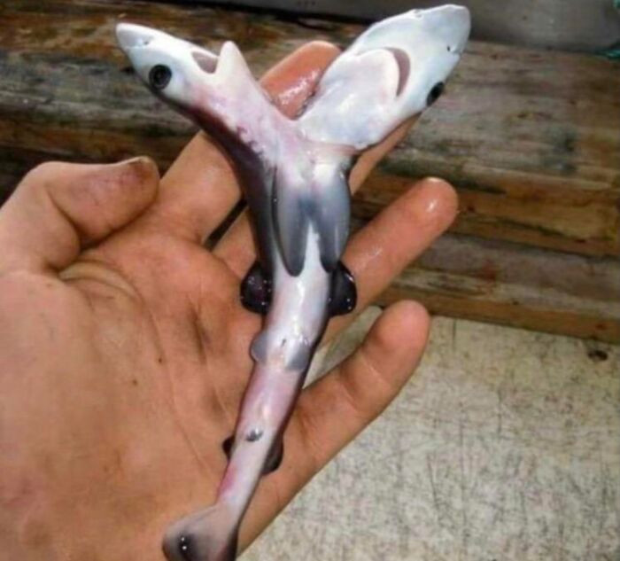 3. Two-Headed Sharks Are Sighted More And More, And No One Knows Why