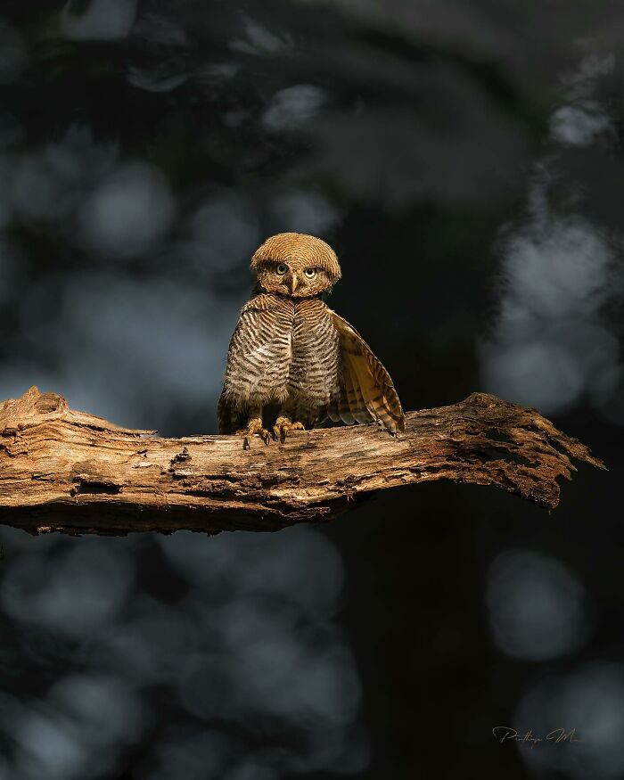Jungle Owlet