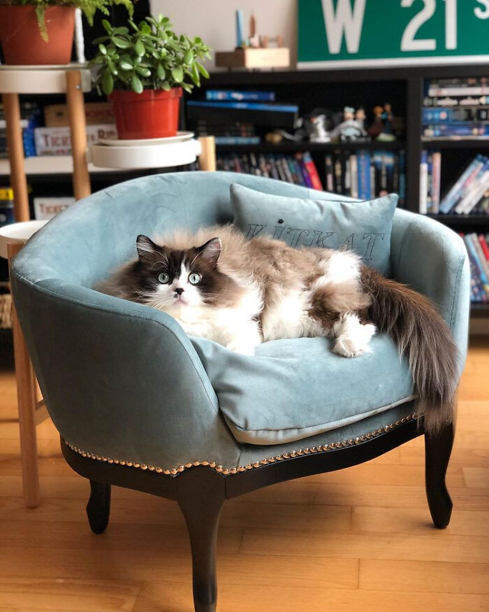 19. Kedi Is Shocked At Having His Own Couch