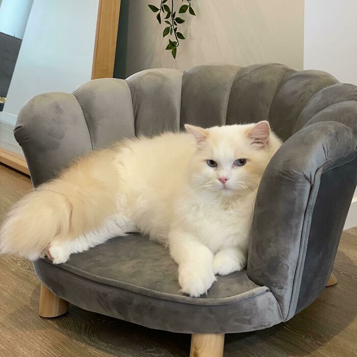 21. Kumquat And His New Sofa