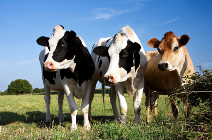 16. No more pink cows.