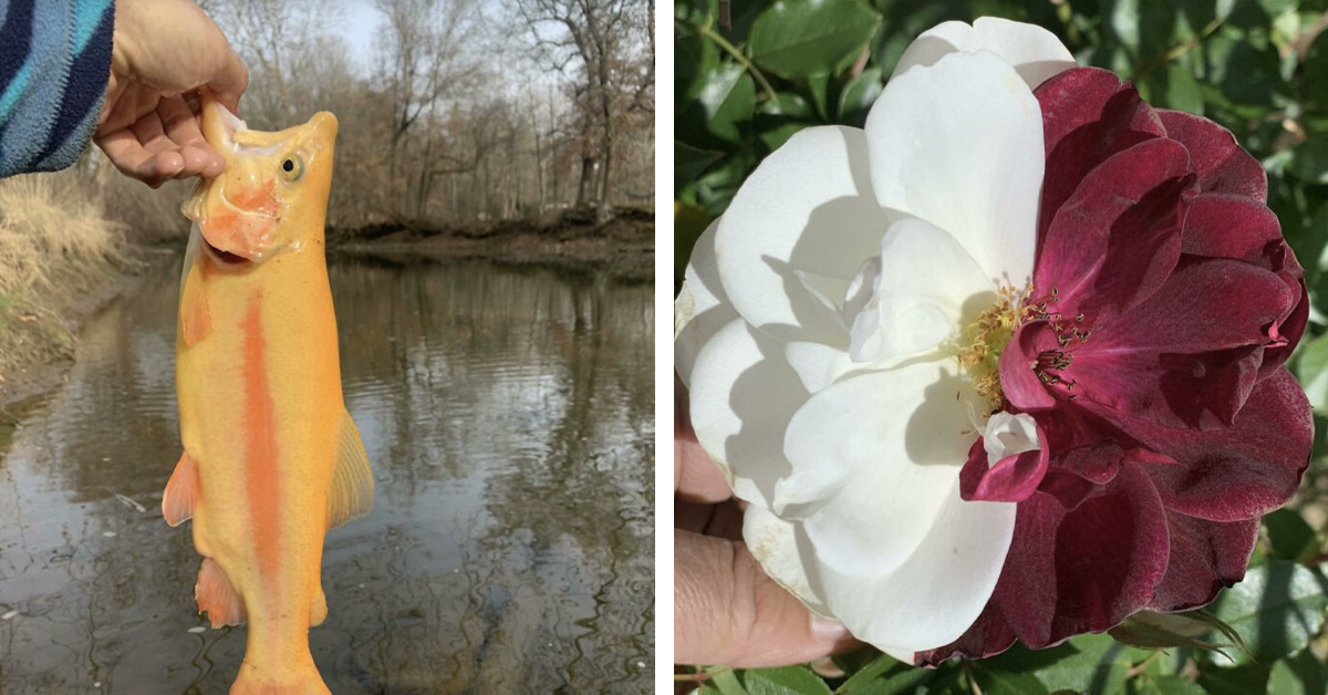 A Closer Look At The Stunningly Rare Color Mutations That Prove "Normal" Is Just A Suggestion