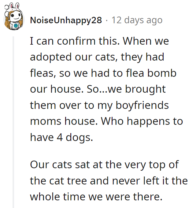 Seems like the cats knew how to claim their territory! Perched atop the cat tree, they ruled over the canine kingdom below.