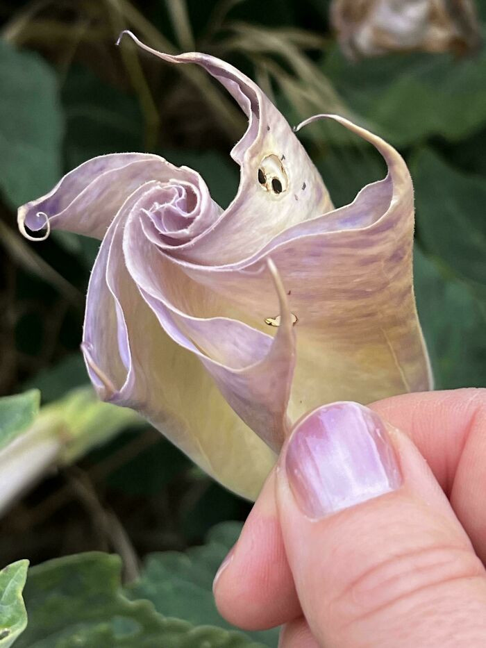 "My Nail Polish And This Datura"