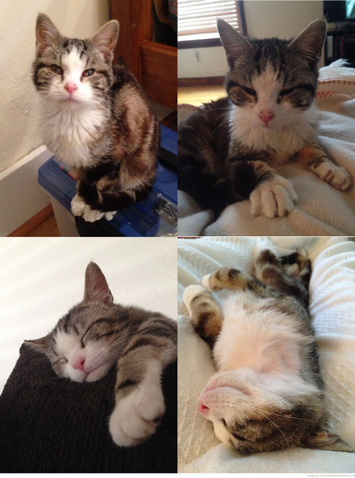 "My Foster Went From Just 3lbs With Multiple Infections Being Syringe Fed To Over 7lbs In Just A Month!"