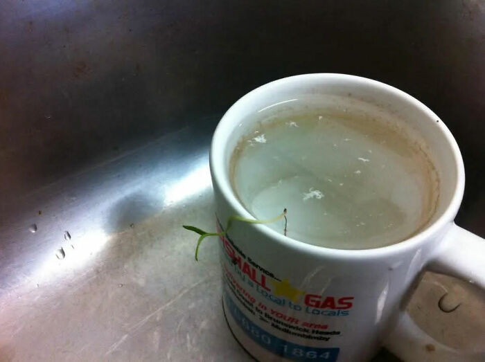 As An Experiment, I Left This Mug (Not Mine) In The Work Sink To See How Long It Would Sit There Before Someone Washed It