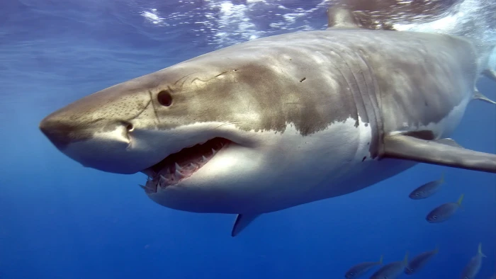 Florida coastline with shark encounter statistics near breeding pinnipeds