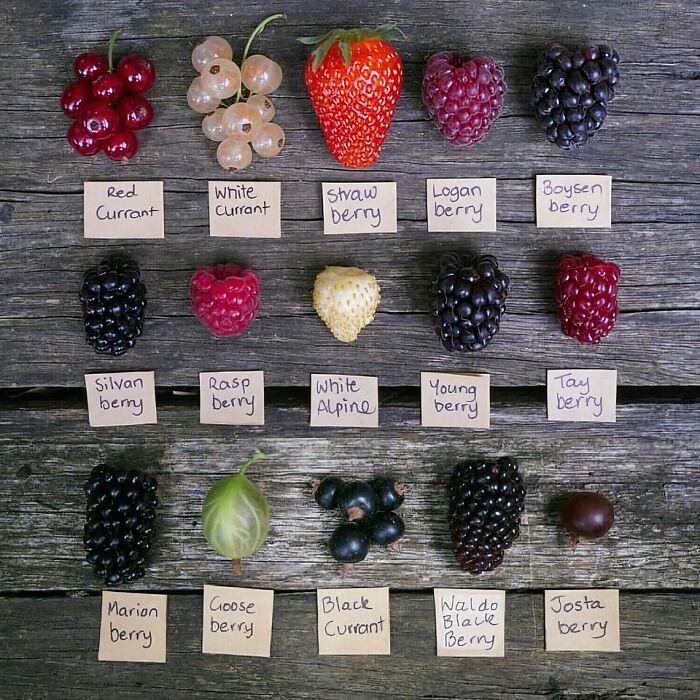 25. A Cool Guide For Berries