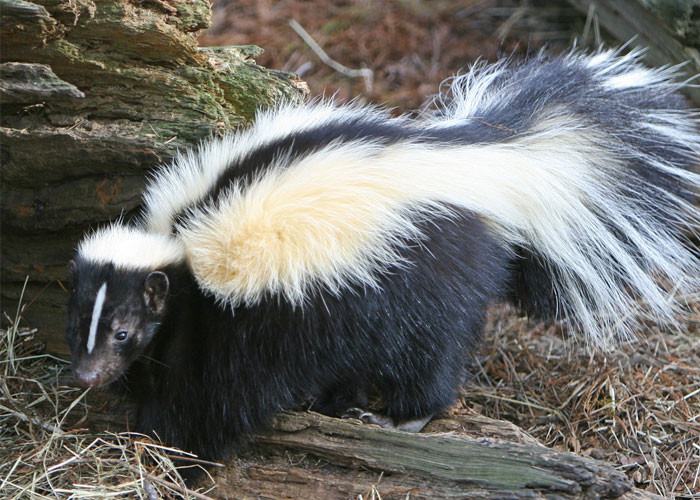 They have the same scent the next day.