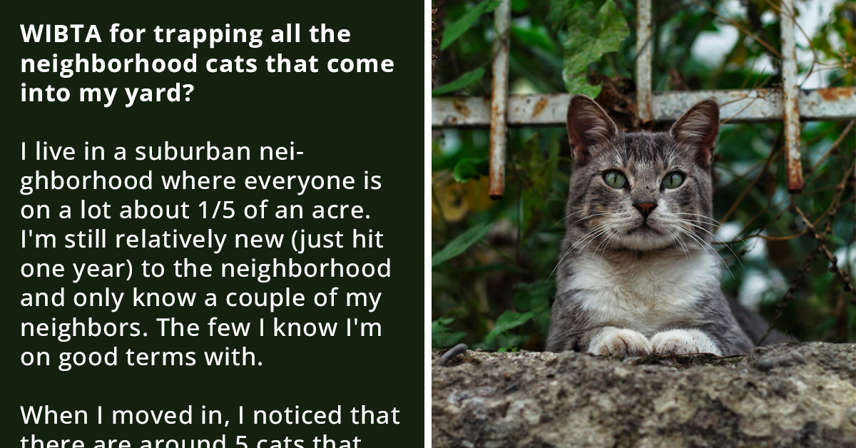 Redditor Contemplates Trapping Neighbor’s Cats And Taking Them To A Shelter Because Of Their Constant Roaming