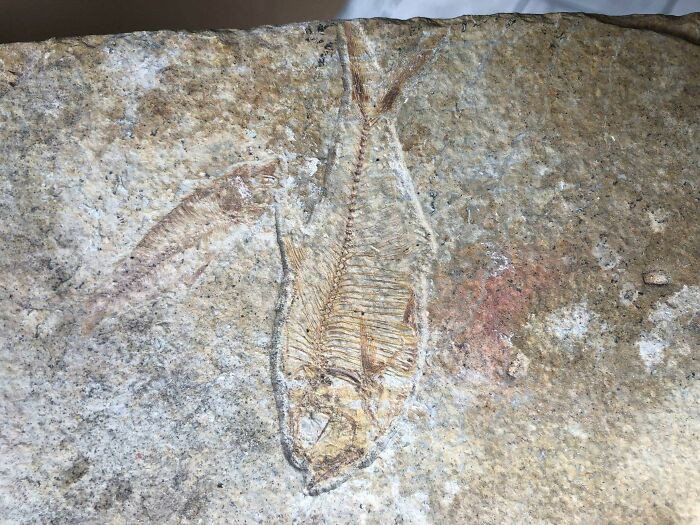 40. This fossil was just lying under the kitchen floorboards of a couple