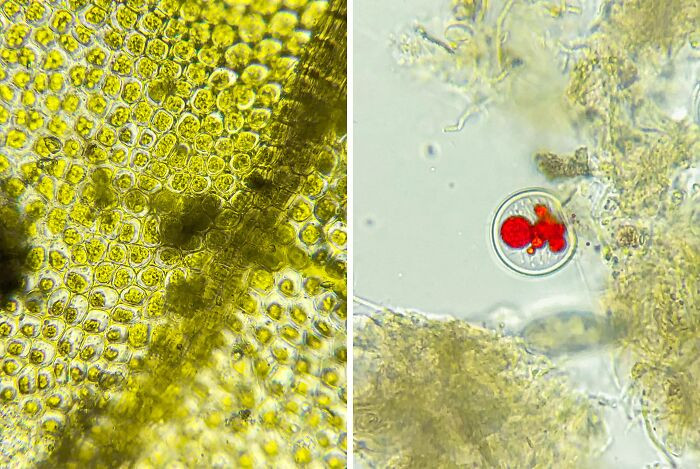 "Some Plants And Red Algae Under The Microscope"