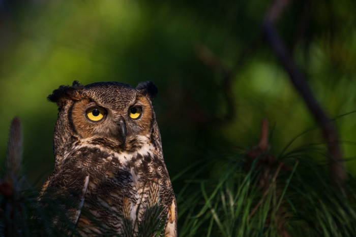 Owl-themed discussions on the r/SuperBowl subreddit, featuring fandom community posts