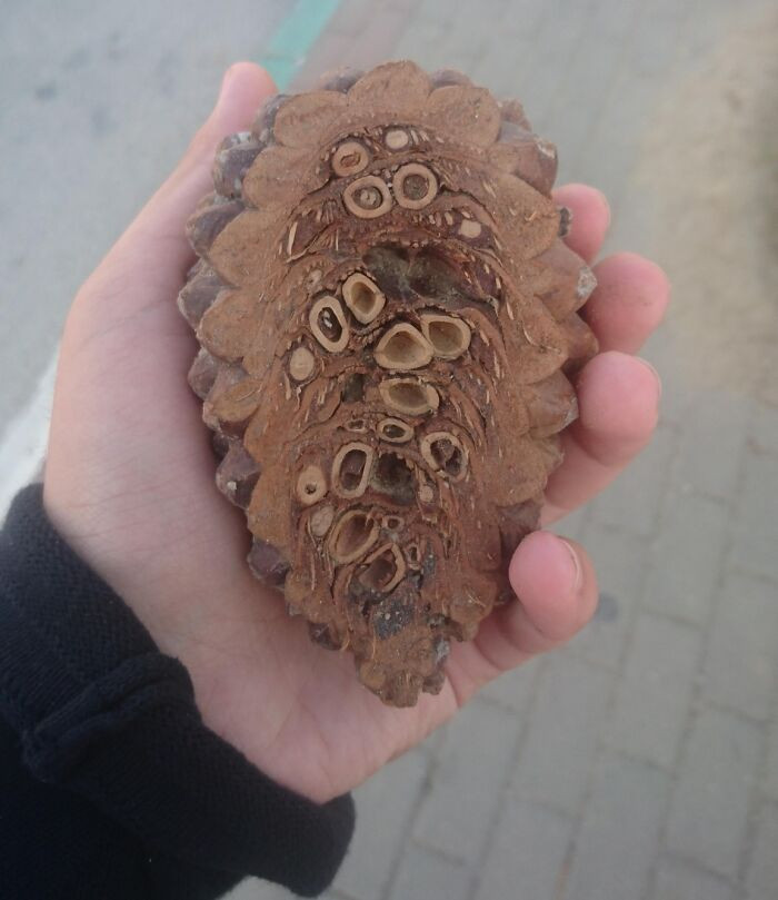 13. The interior of a pine cone.