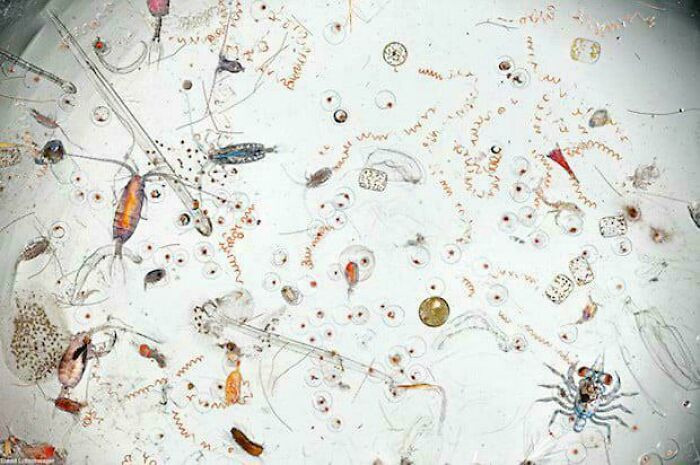 "A Microscopic Look At The Tiny Creatures Living In Less Than A Millilitre Of Seawater"