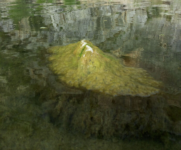 "Miniature Tropical Island"