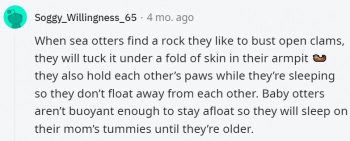 4. How much cuter can otters get?