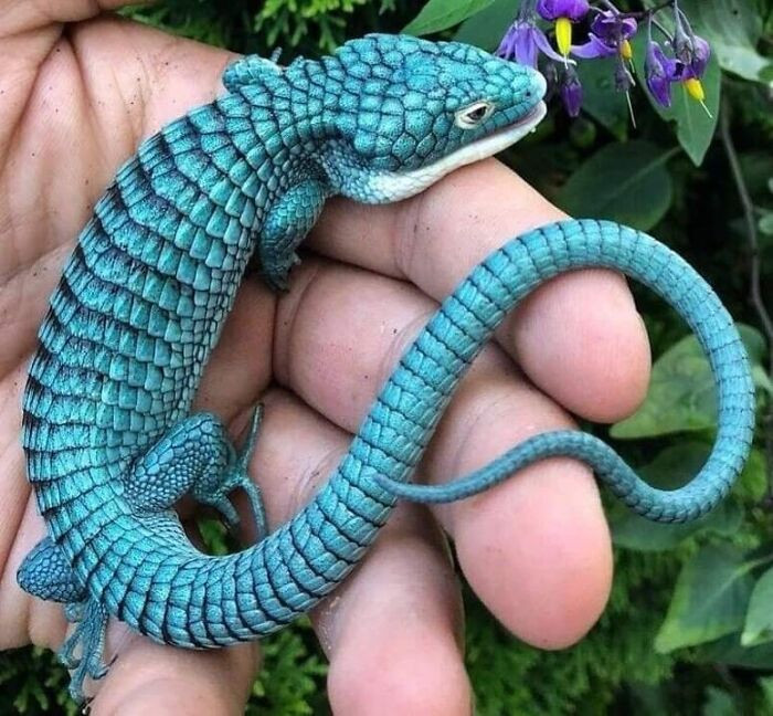 4. A gorgeous Mexican Alligator Lizard, which is currently endangered.