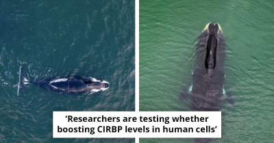 Researchers uncover whale protein that may extend human lifespan to 200 years