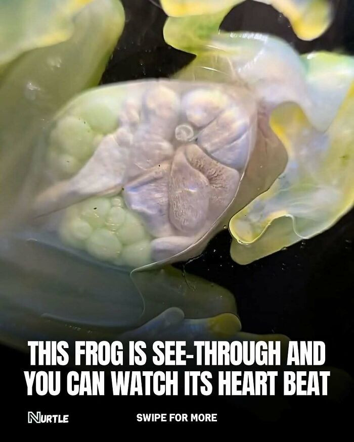The Frog You Can See Through