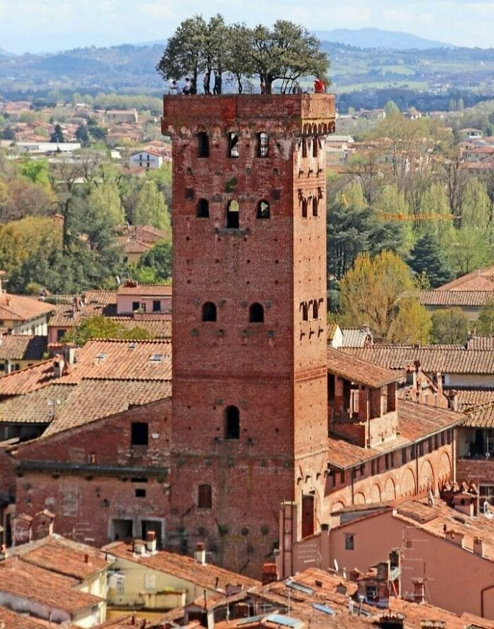 A 14th-century fortified tower-house rising 45m above Lucca, Italy - the Guinigi Tower is crowned by a hanging garden of holm oaks, an extraordinary sight still standing after seven centuries.